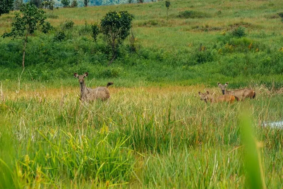 Les animaux en danger vivant dans le Parc National de Virachey