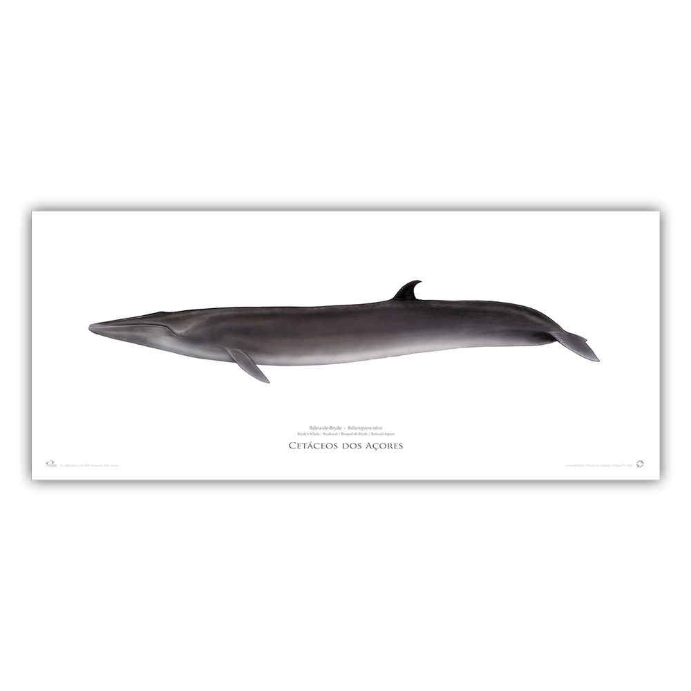 Limited Edition Print - Bryde's Whale 2018