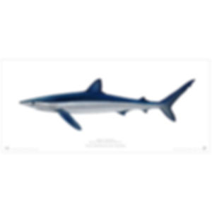 Limited Edition Archival Print - Blue shark 2022 (90 cm)