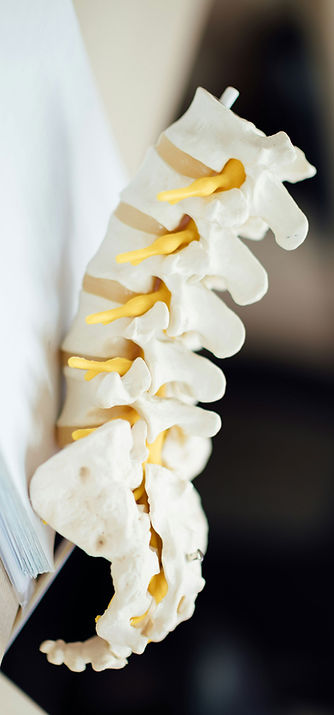 Spinal Model Anatomy_edited_edited.jpg