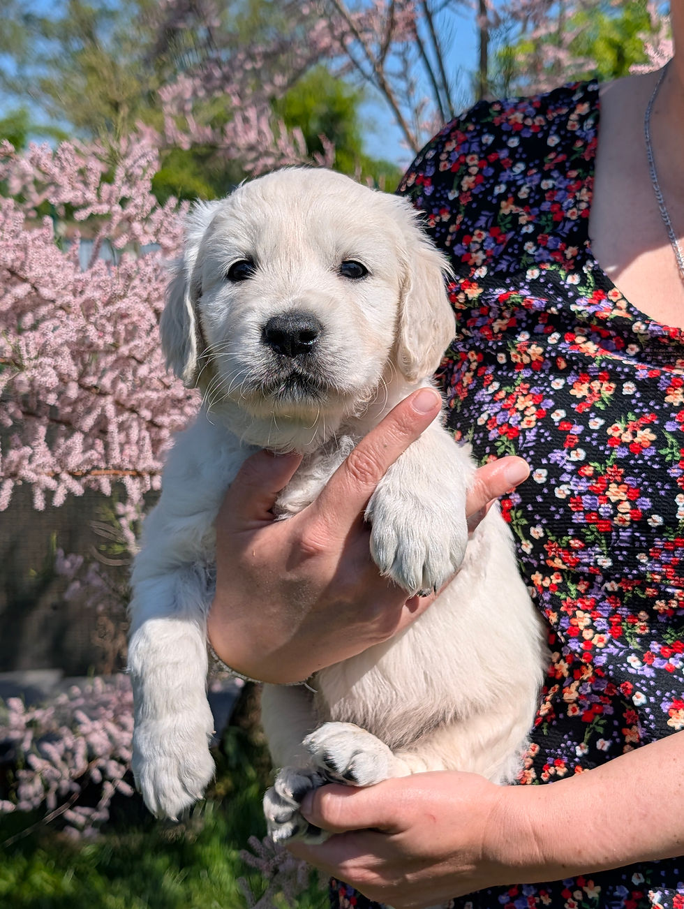 Chiots Golden Retriever Lof disponible à la réservation ♀️♂️✅✅✅