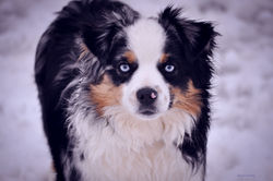 Mimi