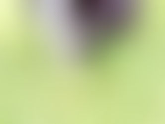 SHADOW mâle noir tricolore berger américain miniature LOF disponible à la réservation