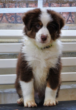 chiot berger americain miniature rouge