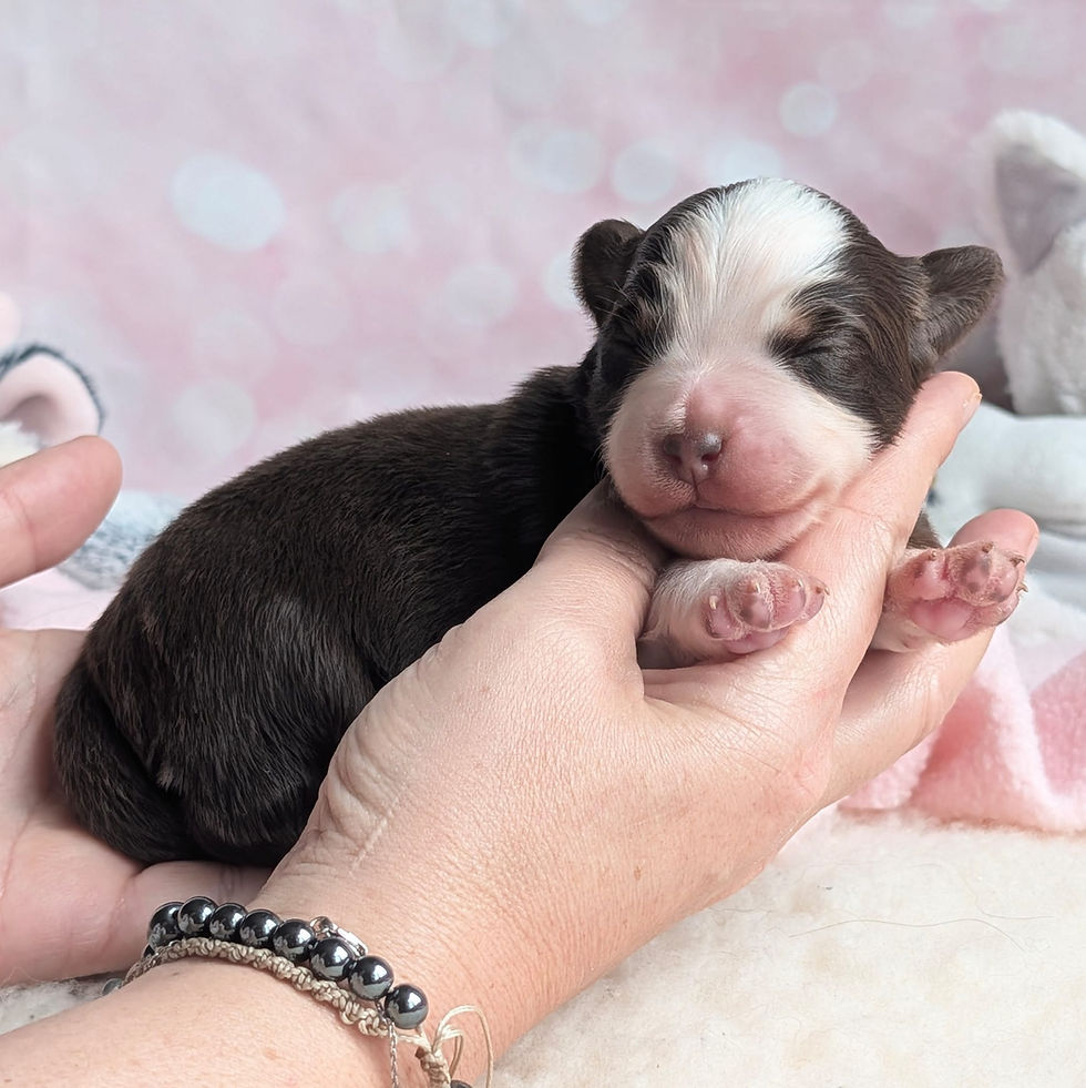 Chiots Berger Américain Miniature LOF