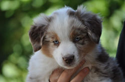 chiot berger americain miniature rouge merle