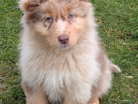 Berger Australien LOF