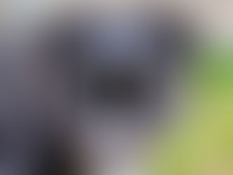 Chiots Berger Américain Miniature LOF