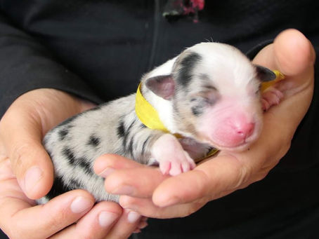 Les chiots de Magie x Sawyer sont nés.