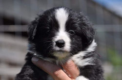 chiot berger americain miniature noir bicolore