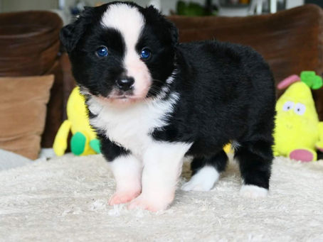 Taboo est disponible à la réservation