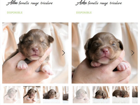 Chiots Berger Australien LOF