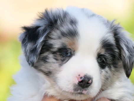 Chiots bergers américains miniatures Mimi x cesare 2022