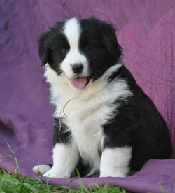 chiot berger americain miniature