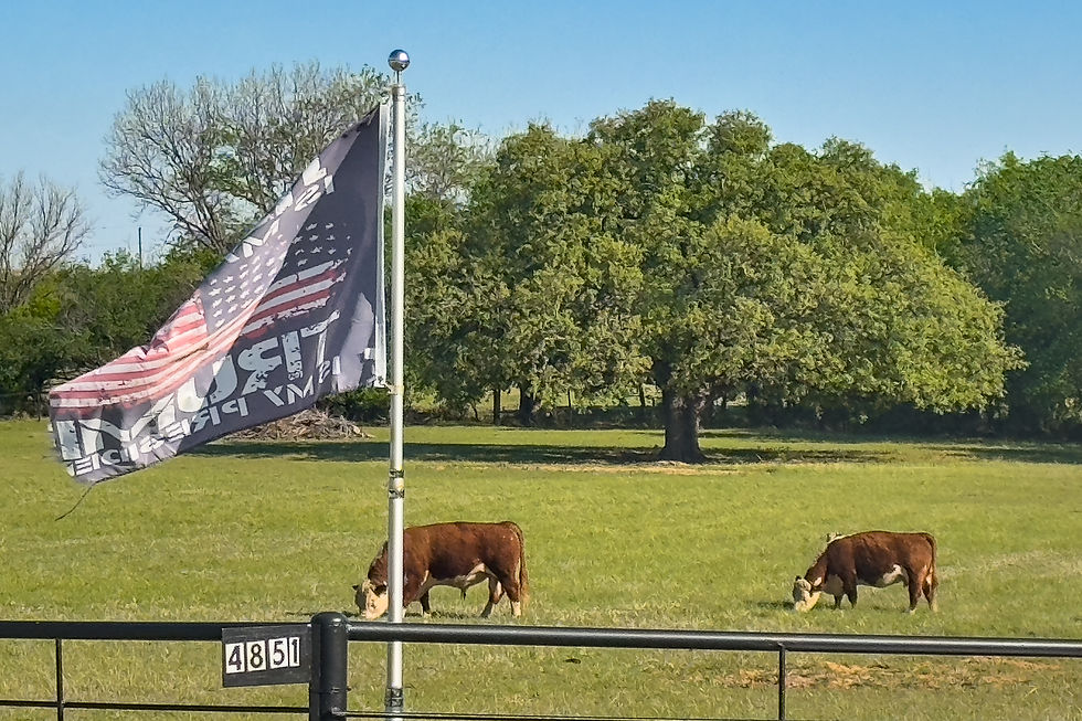 Deux vaches broutant dans un pré vert, un drapeau USA flottant sur un poteau, arbres en arrière-plan, ambiance calme.