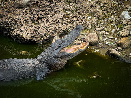 La journée des crocodiles.