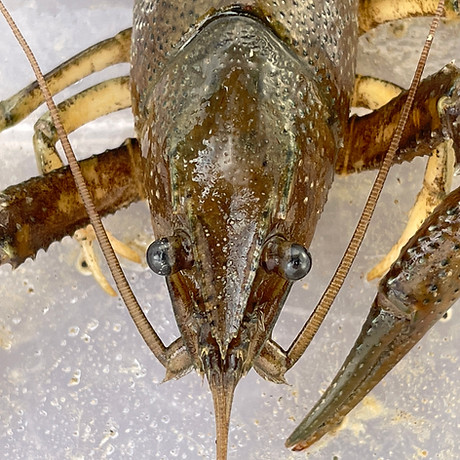 Crayfish
