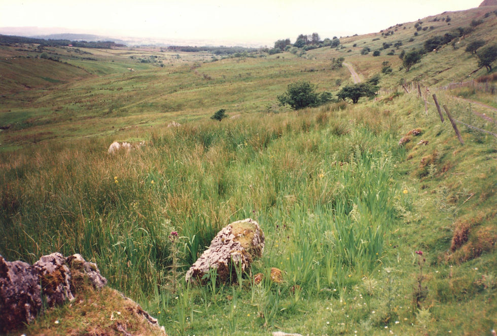 Claire's shroom field