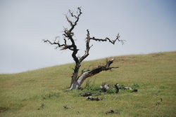 tree