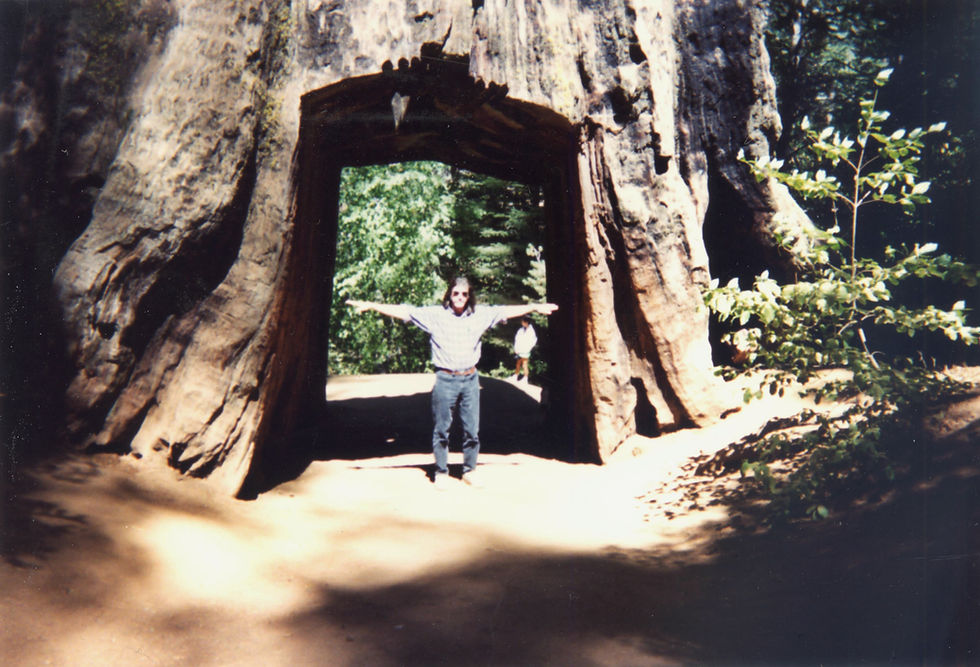 Big Tree