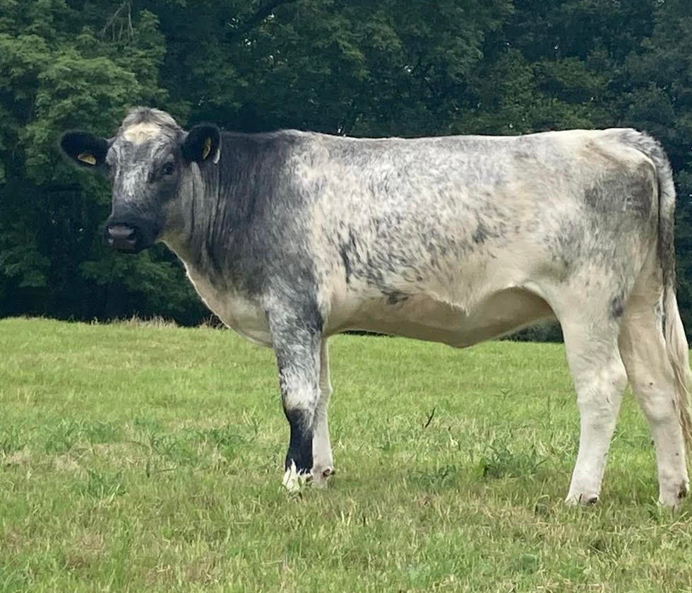 Side view heifer.jpg