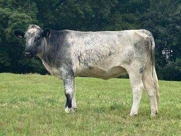 Win A Pedigree Albion Heifer!
