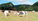 Welcome to the Langtree Herd of Albions 