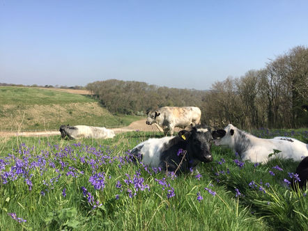 Blue Albions in the Bluebells!
