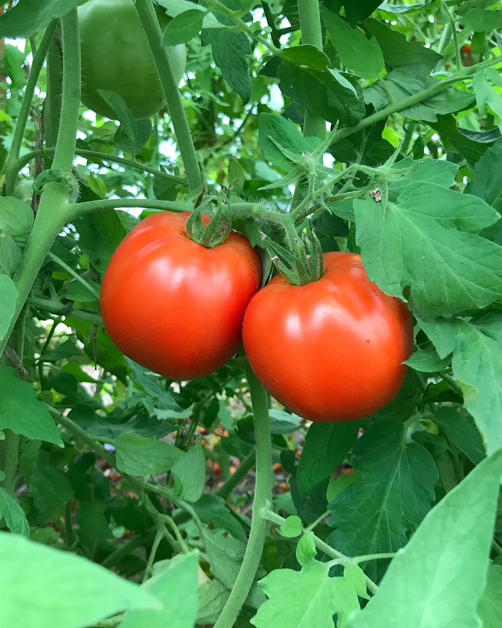 Big Beef Tomato