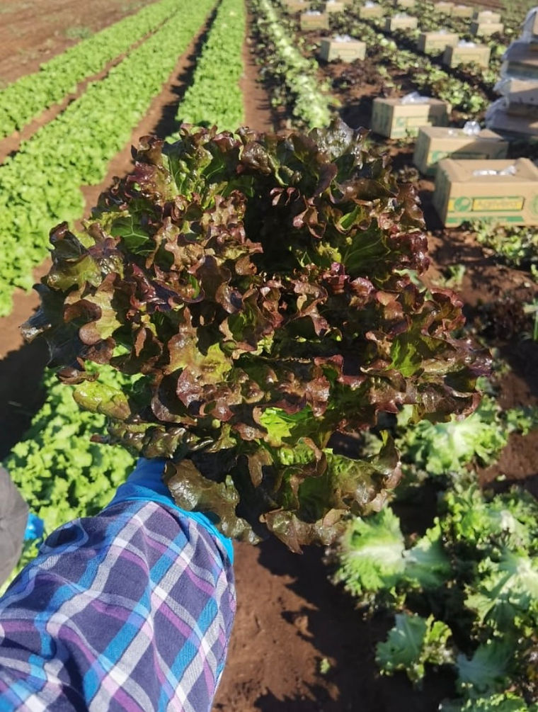 A worker walking rows of red leaf lettuce