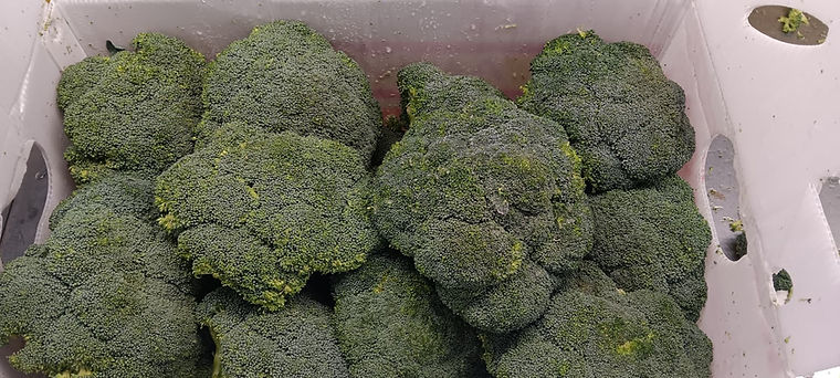 Broccoli crowns packed in a foam case