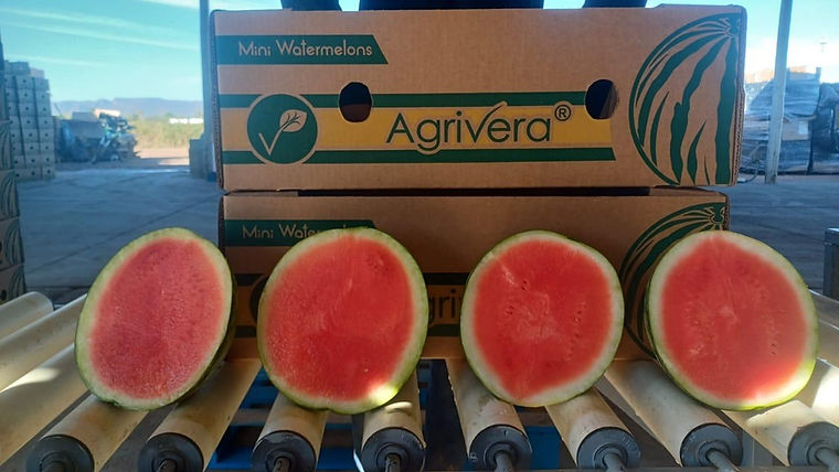 Halved mini watermelons in an Agrivera mini watermelon carton