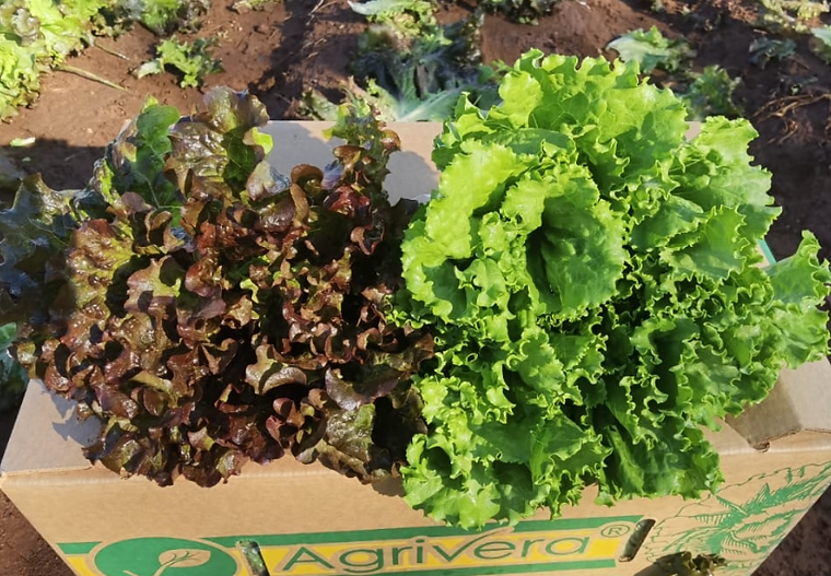 Red leaf and green leaf lettuce resting on an Agrivera carton
