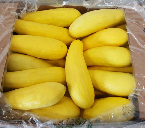 Yellow straightneck squash packed under film