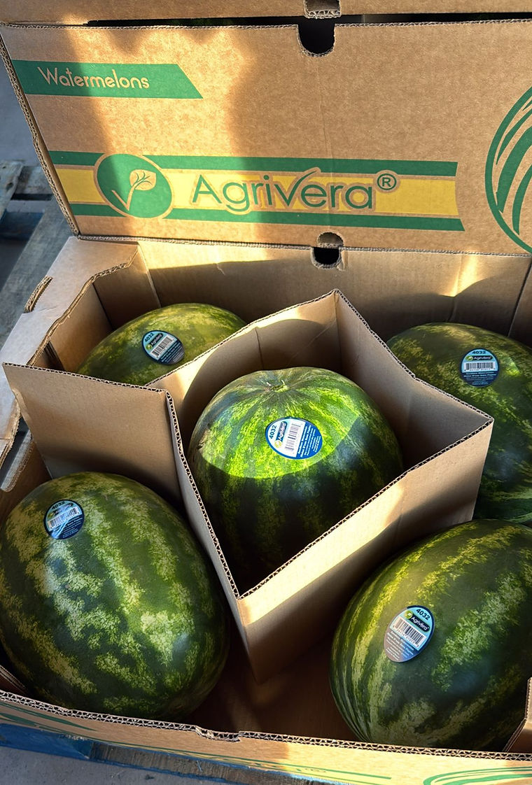 Whole watermelons packed in an Agrivera carton