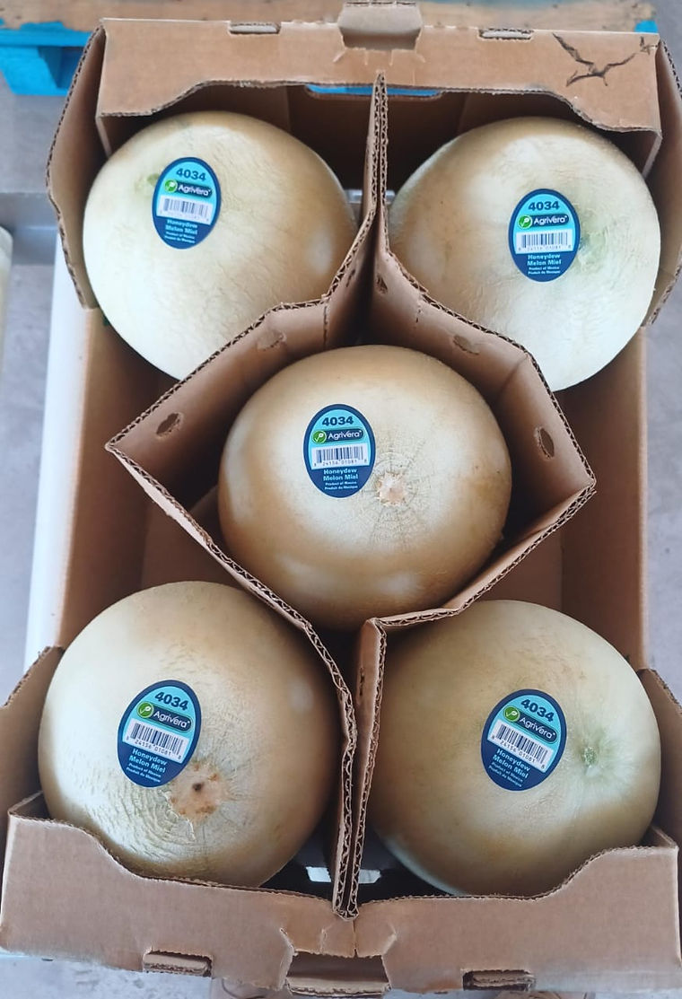 Honeydew melons packed in a divided carton