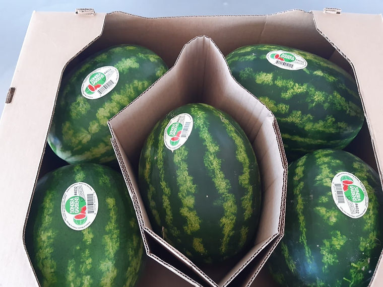 Watermelons packed in a divided carton