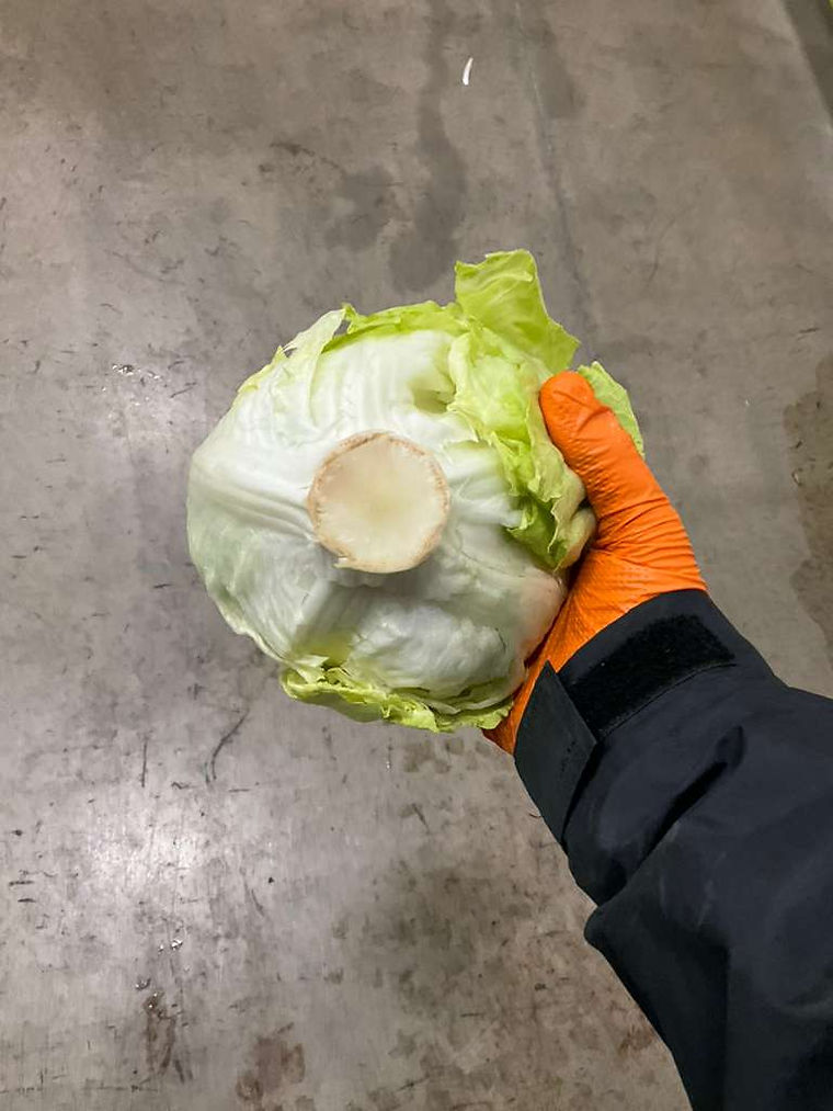 A gloved hand holding a freshly cut iceberg head