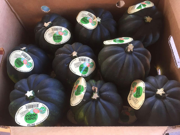 Acorn squash packed and stickered
