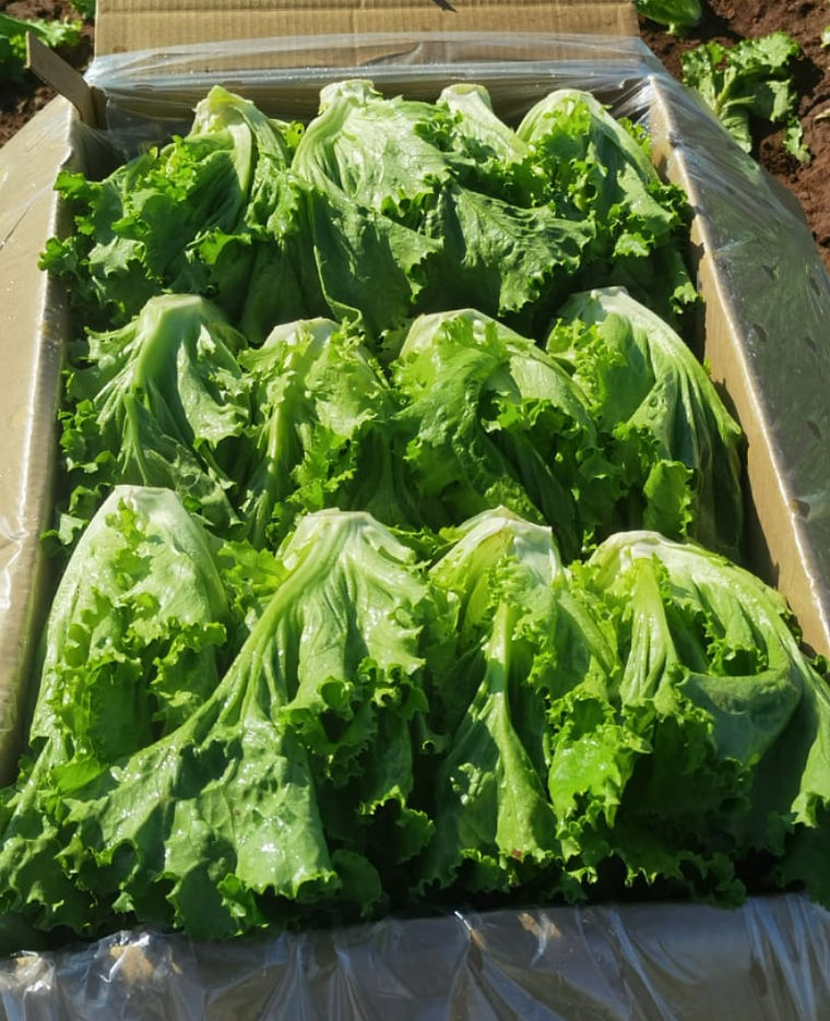 Green leaf lettuce packed into a lined carton