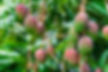 It is a close up of mango's tree.jpg