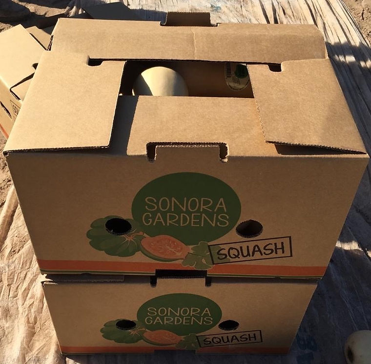A Sonora Gardens squash carton at the field edge