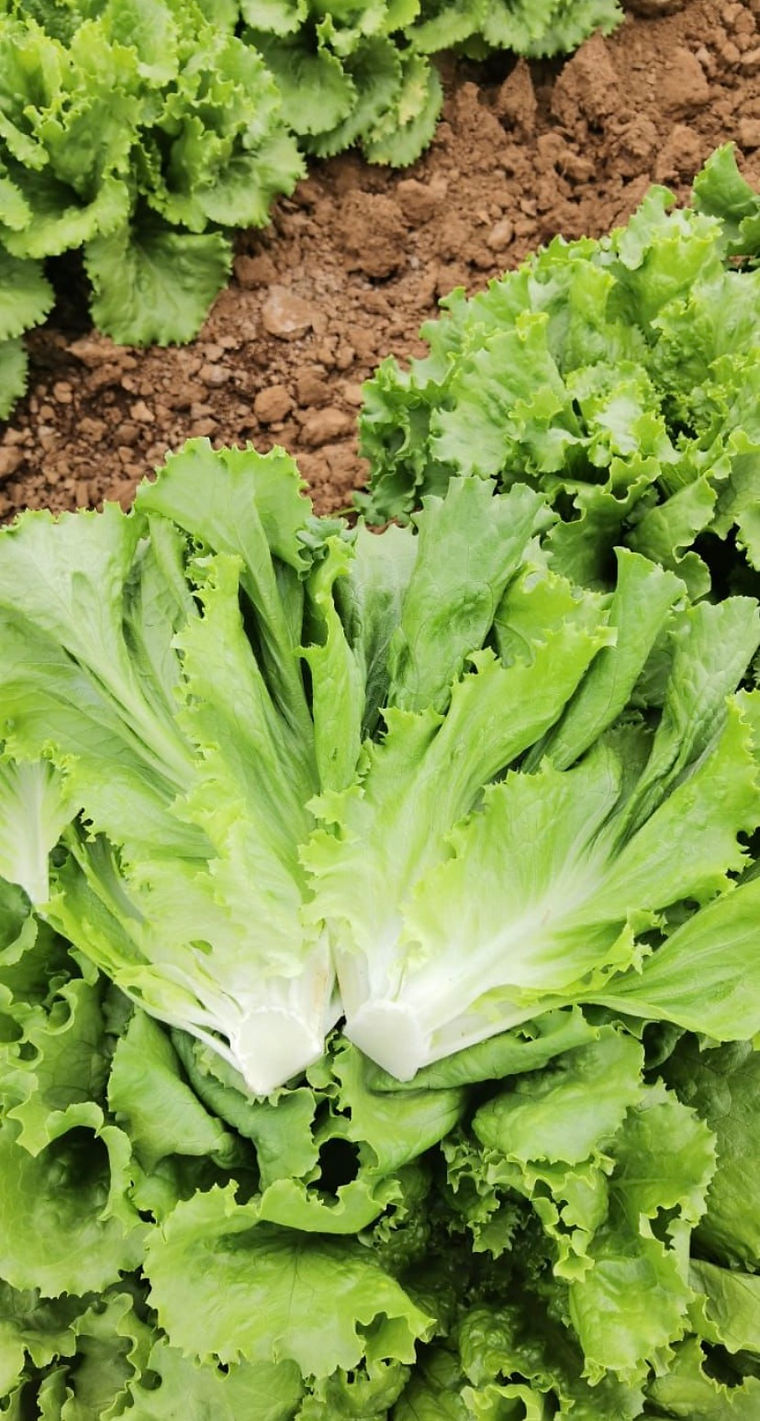 A leafy green head growing in the field