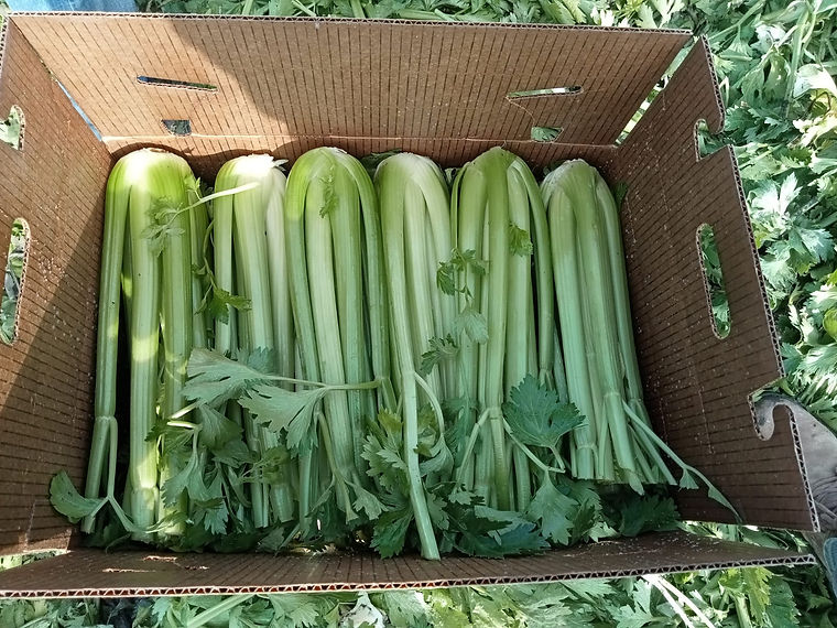 Field-packed celery in a carton