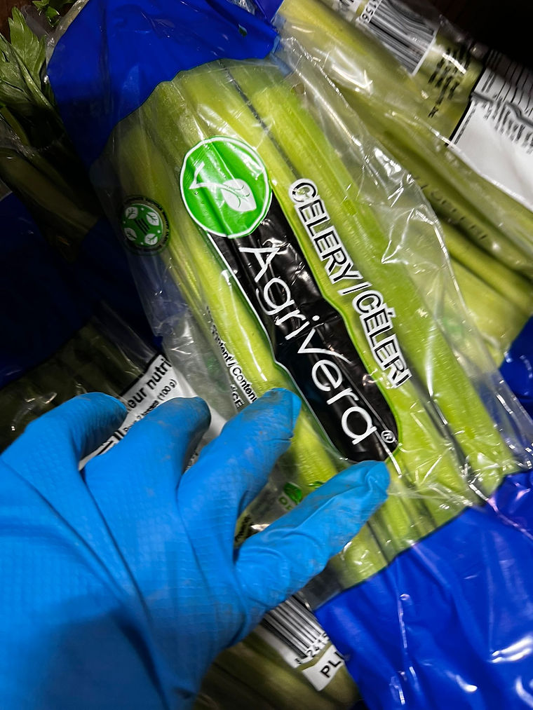 A gloved hand holding a sleeved Agrivera celery stalk