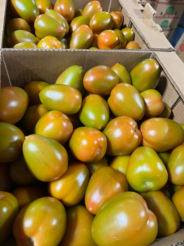 Roma tomatoes graded and boxed