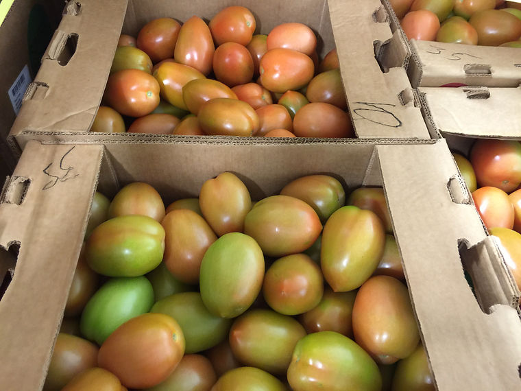 Roma tomatoes filling field cartons