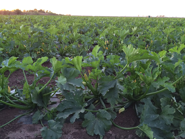 Squash plants in the field before harvest