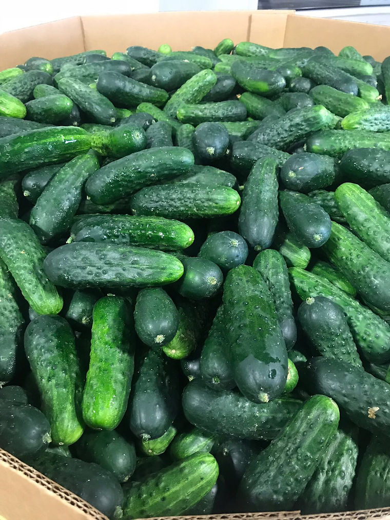 Pickling cucumbers filling a bulk bin