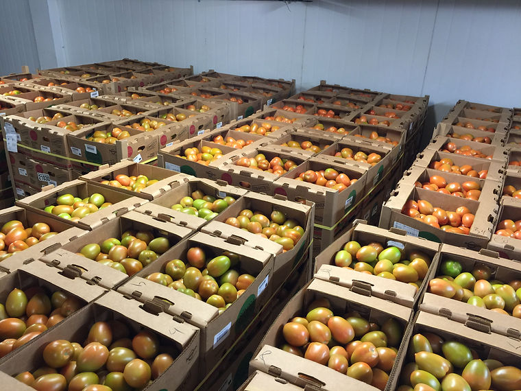 Cartons of tomatoes staged in the packing shed